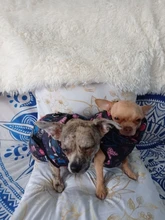 Ropa de invierno para mascotas, atuendo con chaleco cálido para perros pequeños, abrigo para perro, Chihuahua acolchado, a prueba de viento, 20