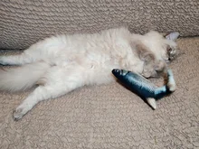 Electronic Cat Toy 3D Fish Electric Simulation Fish Toys for Cats Pet Playing Toy cat