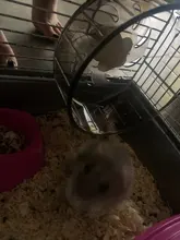 Hamster Wheel Treadmill Transparent Silent Jogging Small Pet-Supplies