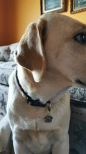 Pendant Pet-Accessories Engraved Dog-Cat-Tags Name-Collar Dog Puppy Paw Personalized