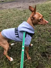 Hoodies Jacket Coat Puppy-Clothing Yorkie Small Dog Classic Chihuahua Pet-Dog for Autumn