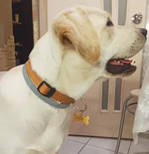 Anti-perdido personalizado Pet ID Tag perro Collar de identificación de mascotas nombre de gato para gato Collar de cachorro etiqueta colgante accesorios Collar mascotas