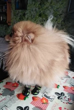 Boots Pet-Shoes Dog Large Waterproof Anti-Skid Small Winter Golden Warm Big 8-Sizes Wear-Resistant