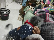 Pet-Dog-Clothes Jacket Coat Puppy Dogs Chihuahua Cotton for Warm Thick And Thin