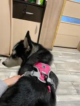 Luminous Beautiful 1.5M Nylon Safety Buckle Dog Pet Leash High Quality 02