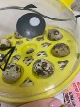 9-Eggs-Incubator Brooder Quail Chicken-Duck Manual Birds Mini Cute