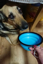 Cuenco de silicona plegable para mascotas, cuenco de agua portátil para caminar, para perros y gatos, 1000ML