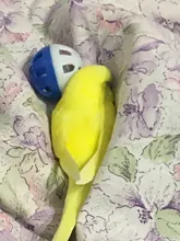 1pc 3.8cm Pet Parrot Toy Bird Hollow Bell Ball For birds Chew Fun Cage Toys
