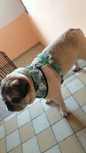 Arnés de Mascota para Bulldog Francés, correas pequeñas y medianas para perros, chaleco de cachorro francés, correa de plomo para perro que camina, productos para mascotas