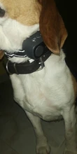 Dog-Collar-Set Adjustable Electric Dog-Shock-Absorbing Remote-Control Rechargeable Waterproof