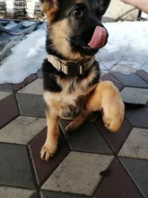 Bungee-Leash Collar German Shepherd Dogs Elastic Military Tactical Nylon for Large