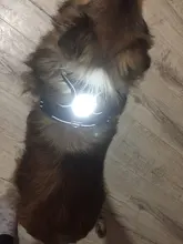 Led-Light Backpack Harness Collar Truelove Safety for Pet-Wear with Water-Resistant And