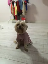 Dog-Dress Dogs-Skirt Yorkshire Summer Chihuahau Dot 