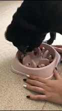 Pet lento comiendo perro lento, perro, alimentador del plato de comida de plástico duro perro lento de gato para mascotas alimentador antideslizante Anti tragando tazón alimentador