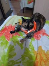 Reflectante cachorro gato arnés chaleco caminar perro ajustable Collar de gatito de malla de poliéster arnés para pequeño mediano perros