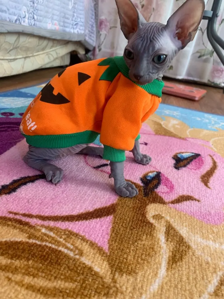 Halloween Sphynx Cat Costume / Hoodie
