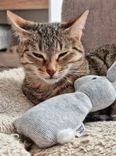 2019 New Pet Squeaky Funny Dogs Animal Shape Toys Gift Set Large Rabbit Honking for Dogs