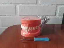 Modelo de enseñanza Dental de Modelo Dental, modelo estándar con mordedores de 32 tornillos, goma dura suave, 28 y 24 dientes