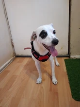 Vest Harness Pet-Dog No-Pull SUPREPET Nylon Adjustable for Large Medium