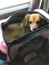 Dog-Carrier-Backpack Transporter-Bag Airline-Approved Pet-Dog Cats Dogs Pink for Soft-Sided