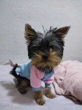 De moda disfraz mascota gato verano gato chaleco con capucha acogedor Mascoats Goto, ropa para gatos, Katten abrigo Kedi sudadera ropa traje