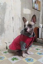 Coat Pet-Dog-Jacket Winter Puppy Hood-Size Warm with 8-18 5-Colors Thickening