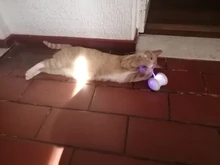 Cat-Toy Smart-Electric-Balance Automatic Pet-Cat Playing Funny Car Usb-Charging