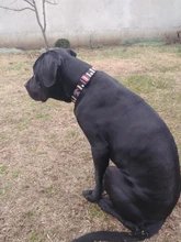 Collar de nailon personalizado para perros pequeños, medianos y grandes, con estampado colorido, correa para caminar