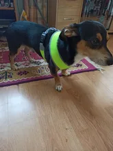 Dog-Harness Pitbull Cats Terrier Truelove Petshop Adjustable Mysudui Black Chihuahua