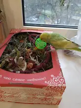 5pcs/Set Funny Cat Ball Toy Hollow Training Cat Interactive Toy Cat Bell Toy For Kitten