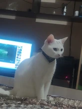 Small Dog Scarf Necklace Pet-Accessories Puppies Trigon Bibs Adjustable for Triangle