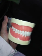 Modelo de enseñanza Dental de Modelo Dental, modelo estándar con mordedores de 32 tornillos, goma dura suave, 28 y 24 dientes