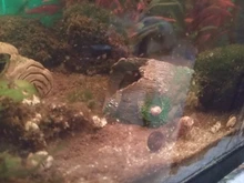 Accessorie Aquarium-Equipment Landscaping-Decoration Glass Fish-Tank Resin Artificial