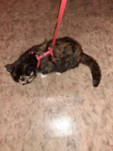 Pet Cat Collar Harness And Leash Adjustable Nylon Pet Traction Dog Kitten Halter Collar