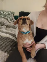 Collar de nailon para perro, personalizado con placa de etiqueta de identificación grabada para mascota, reflectante, perros pequeños, medianos y grandes