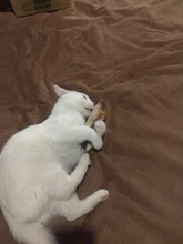 Pet Soft Plush Creative 3D Carp Fish Shape Cat Toy Gifts Catnip Fish Stuffed Pillow Doll