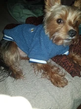 Pet-Outfits Hoodie Daisy-Letter Yorkies Blue Winter Fashion Cute Boy Velvet Ropa Perro