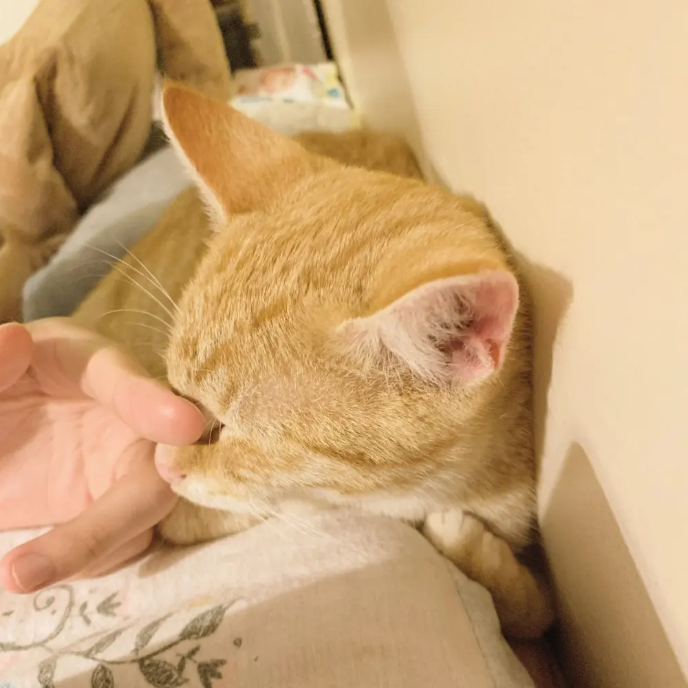 ペット猫 50 ミリリットル耳は犬耳炎症抗犬耳ダニ医学洗浄耳水耳滴クリーニング用品ペット製品 トイレ砂 トイレのしつけ Aliexpress