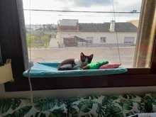 Cama que cuelga de la ventana para mascotas, 20kg, hamaca para gato y mascota, asiento tipo estante