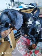 Perro suministros nailon mascota perros arnés Collar de Pet de alta calidad productos harnais pour chie para grandes Grande Mediano pequeño arnés de perro