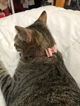 Seguridad elástico pajarita con bell perro pequeño gato collar seguro de terciopelo suave 6 productos de colores para mascota perro, collar de perro de proveedor