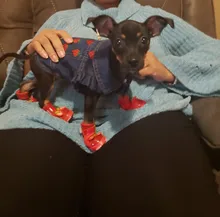 Dog-Vest Jacket Apparel Jeans Puppy Small Dogs Yorkshire Terrier Denim For Chihuahua