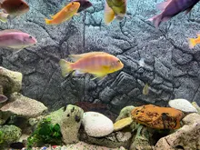 Diffuser Aquarium Bubble-Wall Air-Stone Fish-Tank Aeration-Tube Oxygen-Pump And Without