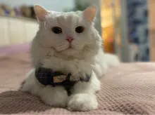 Conjunto de arnés y correa de nailon para perros y gatos, arnés de perrito, Collar de gato de plomo, chaleco para gatos pequeños, suministros para gatos y mascotas