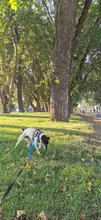 Arnés de Bulldog Francés transpirable para perros pequeños y medianos, chaleco para gatos, entrenamiento para caminar