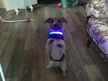 Durable Reflective Pet Dog Harness For Dogs Adjustable Big Dog Harness Pet Walking Harness