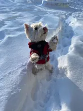 De invierno de perro de mascota abrigo impermeable perro chaqueta caliente la cara de perro Sudadera con capucha ropa reflectante para pequeño mediano perros y gatos, mascotas ropa