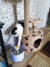 Drinking-Bowl Auto-Feeder Automatic Pet-Products-Supplies Water-Dispenser Water-Fountain