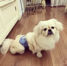 Dog-Diapers Ohbabyka Premium Washable of 3-Size Wraps Dog-Belly-Bands Male Stylish Doggie