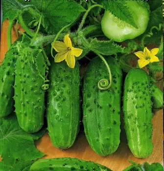 

Cucumber seeds. Phoenix